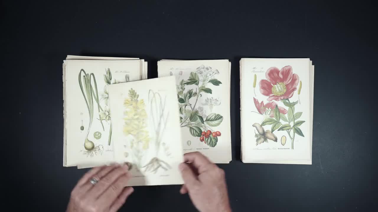 1886年 ポリポディシダ - ドイツ、オーストリア、スイスの植物相からの